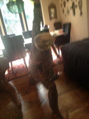 normal_20130129_BBzQU5lCYAE95OK