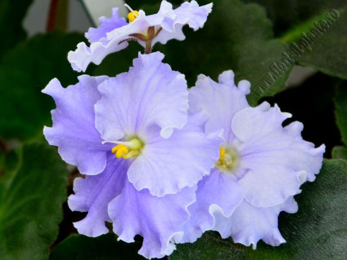 Saintpaulia Anastasia