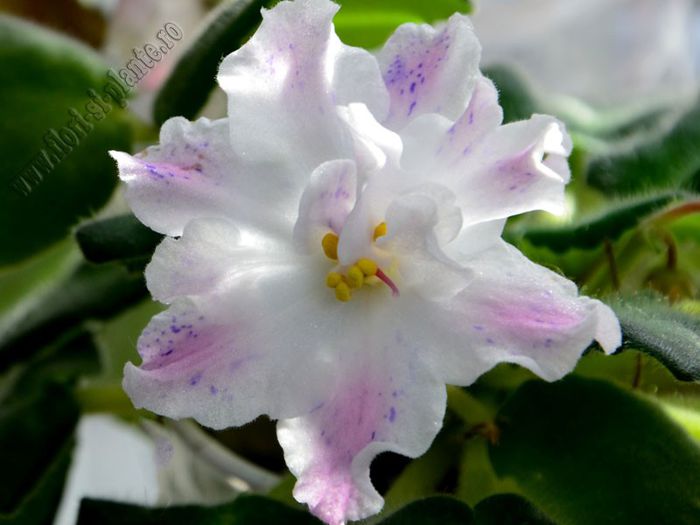 Saintpaulia Kostya’s Fantasy