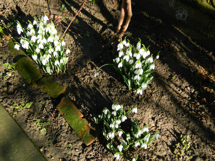 DSCN4642 ianuarie 31 - GHIOCEI 2012 2013