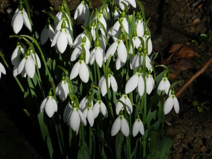 DSCN4650 - GHIOCEI 2012 2013