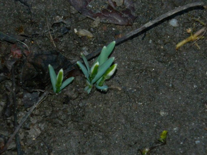 DSCN4651 - GHIOCEI 2012 2013