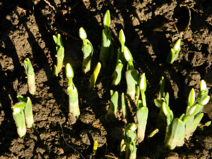 DSCN4660 - GHIOCEI 2012 2013