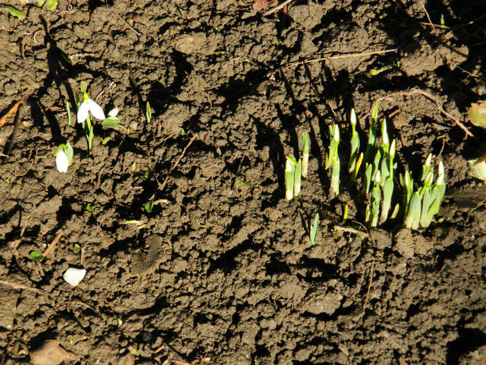 DSCN4661 - GHIOCEI 2012 2013