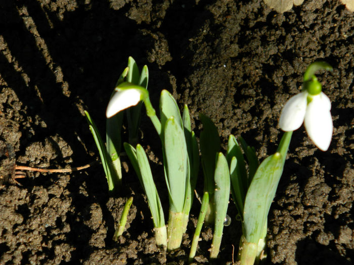 DSCN4665 - GHIOCEI 2012 2013