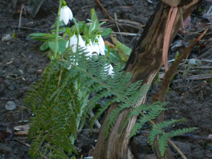 DSCN4672 - GHIOCEI 2012 2013