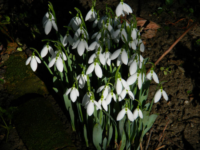 DSCN4675 - GHIOCEI 2012 2013