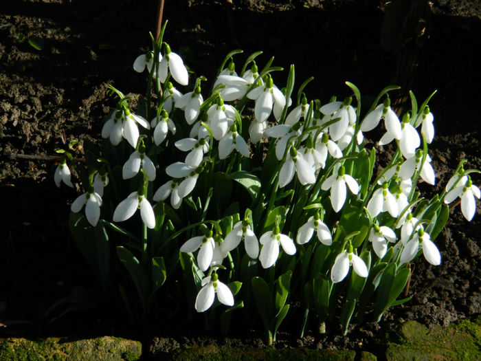 DSCN4680 - GHIOCEI 2012 2013