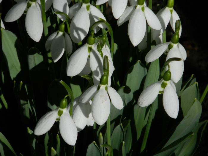 DSCN4682 - GHIOCEI 2012 2013