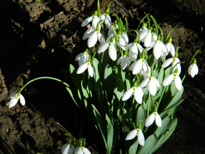 DSCN4683 - GHIOCEI 2012 2013