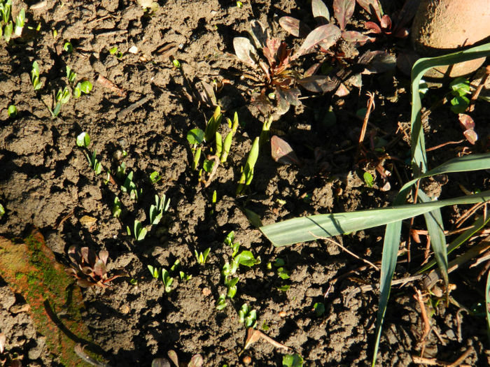 DSCN4685 alta serie,mai tarzii - GHIOCEI 2012 2013