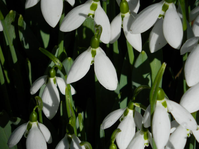 DSCN4686 - GHIOCEI 2012 2013