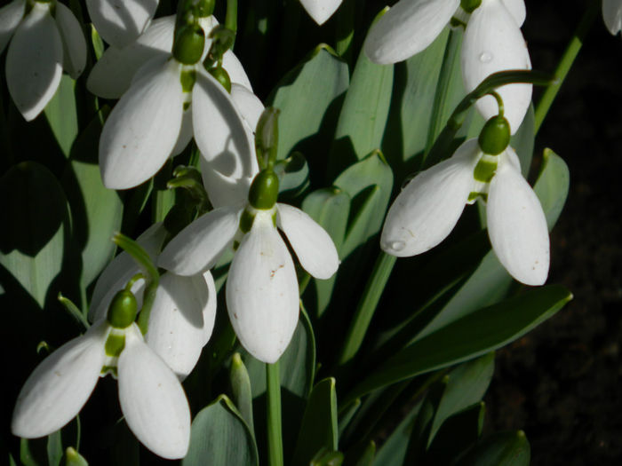 DSCN4687 - GHIOCEI 2012 2013