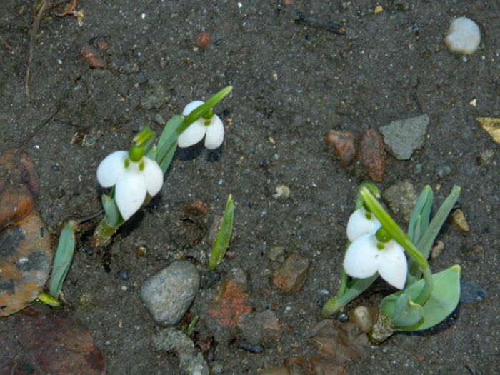 DSCN4689 - GHIOCEI 2012 2013