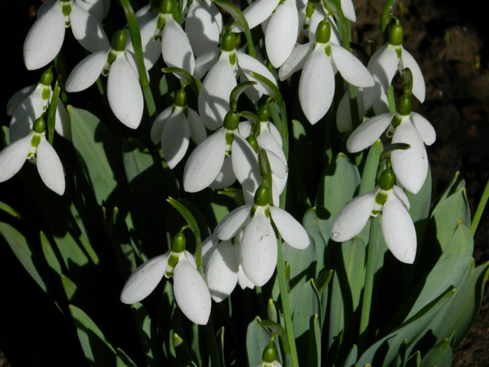 DSCN4691 - GHIOCEI 2012 2013