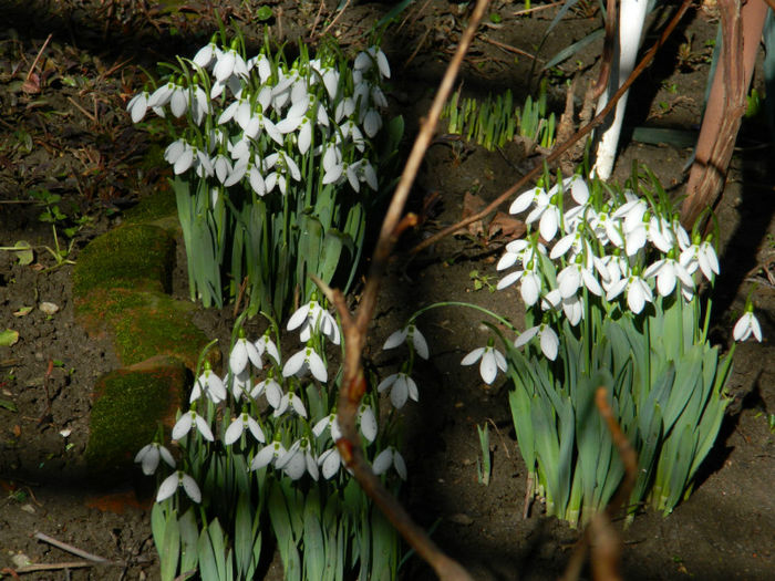 DSCN4700 - GHIOCEI 2012 2013