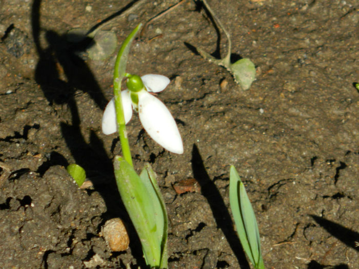 DSCN4705 - GHIOCEI 2012 2013