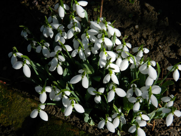 DSCN4709 - GHIOCEI 2012 2013