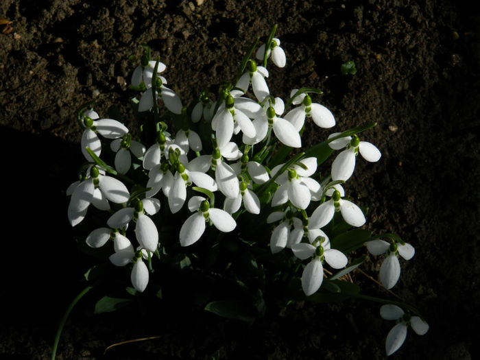 DSCN4710 - GHIOCEI 2012 2013