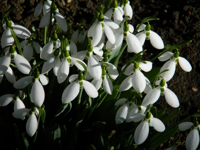 DSCN4711 - GHIOCEI 2012 2013