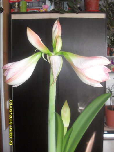 SDC12897 - 2_Amaryllis-2013