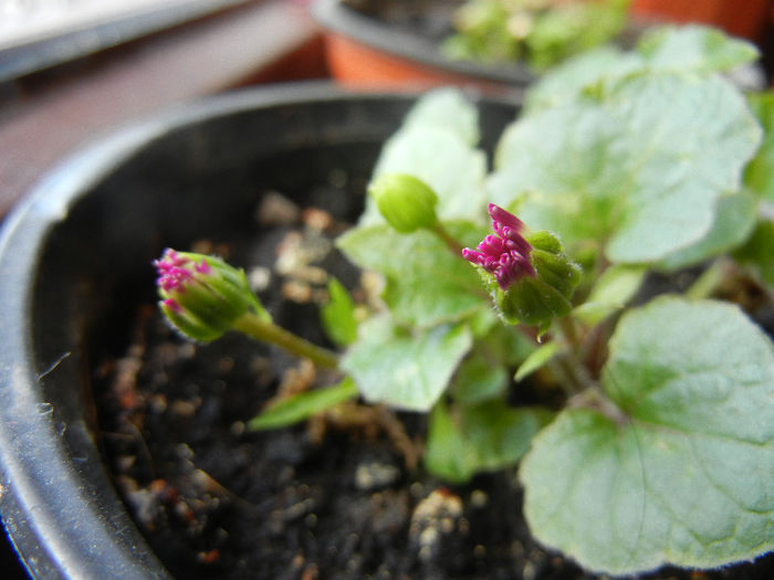 Pericallis x hybrida Fucshia (`13, Feb.01) - Pericallis x hybrida Fuchsia