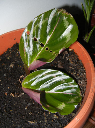 Calathea Roseopicta (2013, Feb.01) - Calathea Roseopicta