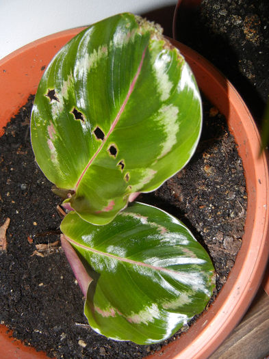 Calathea Roseopicta (2013, Feb.01) - Calathea Roseopicta
