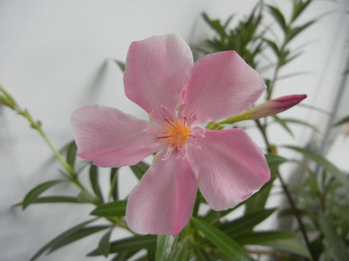 Pink Oleander (2013, February 01) - NERIUM Oleander