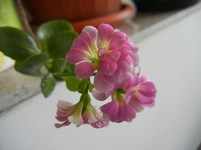 Pink & White kalanchoe (2013, Feb.01) - Kalanchoe Pink White