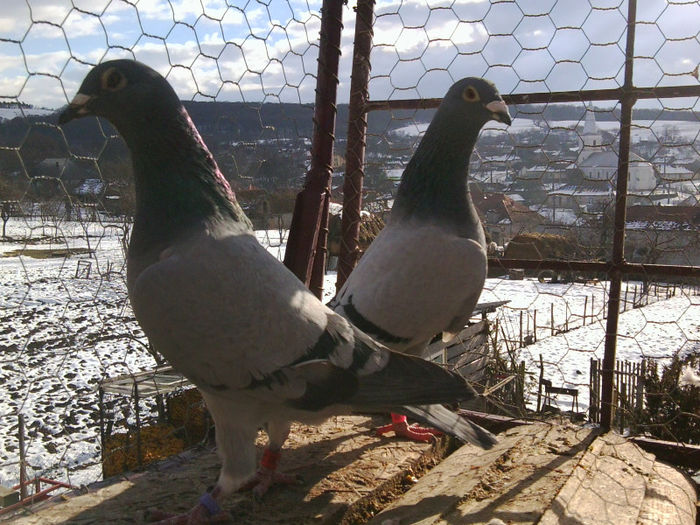 cuplu 75%G Vandenabeele 25% P Manders; M pure G Vandenabeele F Fica doi originali din M BE-2075952-10 100%JANSSEN COMB.PIET MANDERS si din F BE-09-3180394 Pure G Vandenabeele
