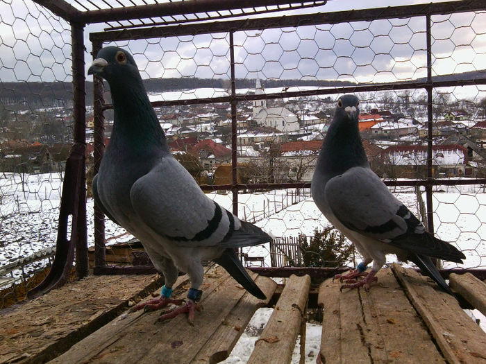 cuplu 100% BELG; M Fiu din IRON MAN 07-3008303-BE si fiu din 09-3180394-BE PURE G Vandenabeele F 09-BEL Adus din BELGIA
