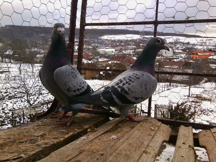 Janssen a Rudolf; Cuplu 100% JANSSEN
