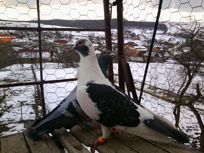 F; M J Aarde F J Aarden x Stikelbaut
