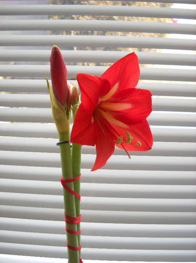 Primul boboc inflorit - 1AMARYILIS 2010-2019