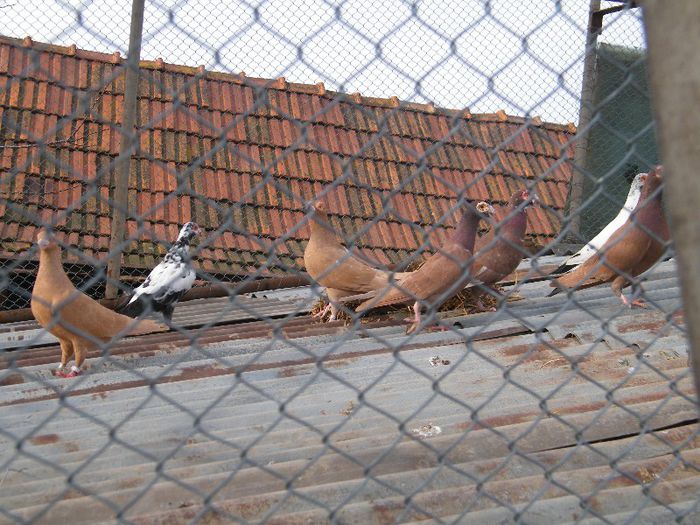 2013_0202Galambok20052