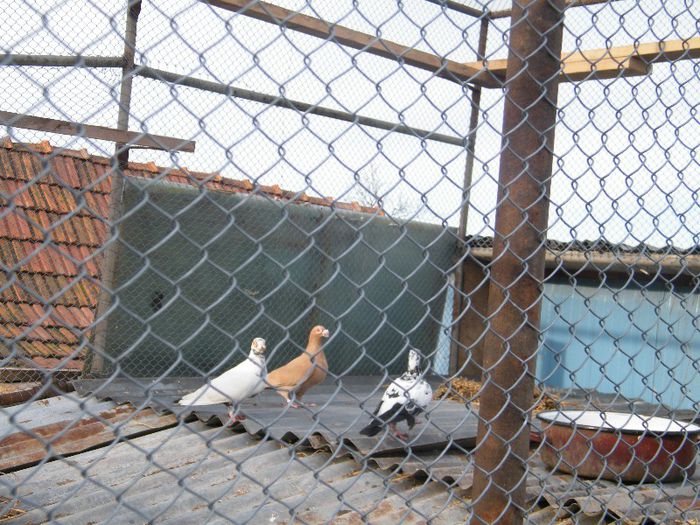 2013_0202Galambok20055