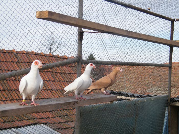 2013_0202Galambok20058