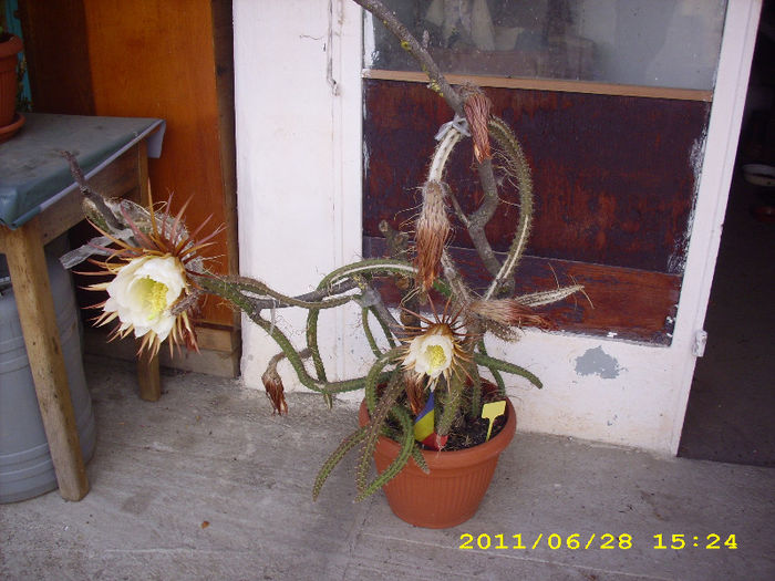 cactusi-selenicereus_6_iunie_009 - Florile mele 2011