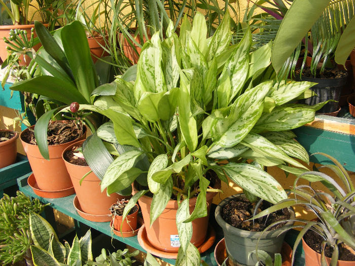 aglaonema_3_Martie_001 - Florile mele 2011