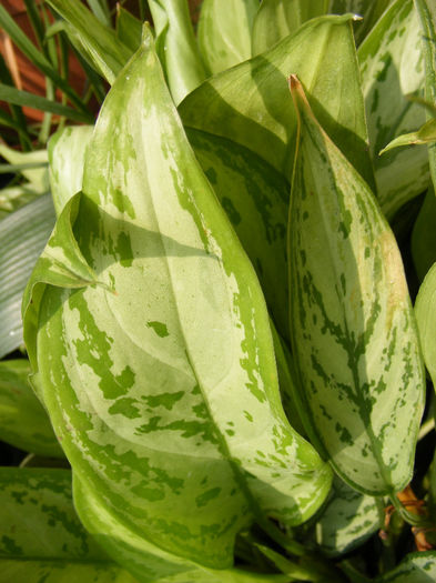 aglaonema_3_Martie_002 - Florile mele 2011