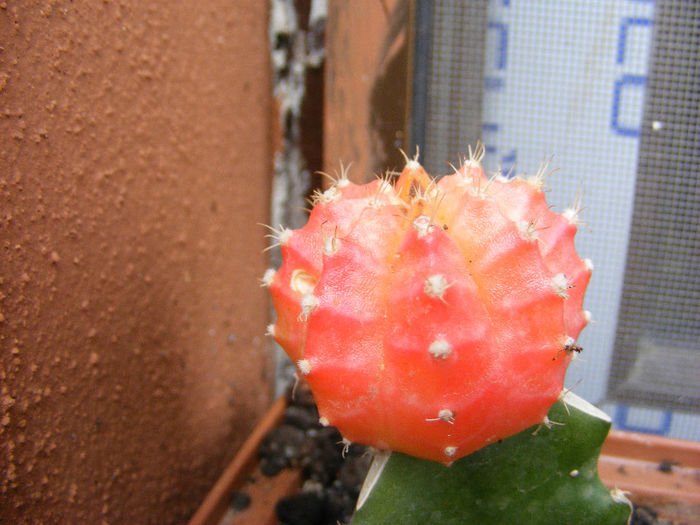 cactusi_4_Aprilie_002