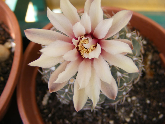 cactusi_5_mai_007 - Florile mele 2011