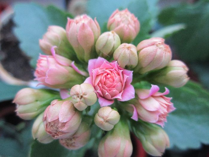 Kalanchoe - Flori - 2012