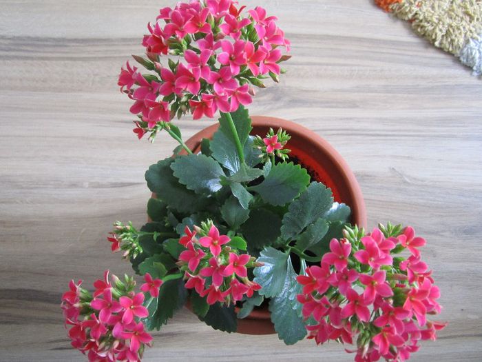 Kalanchoe - Flori - 2012