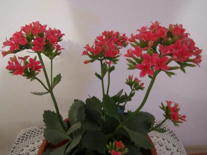 Kalanchoe -  Multumesc mihaic! - Flori - 2012