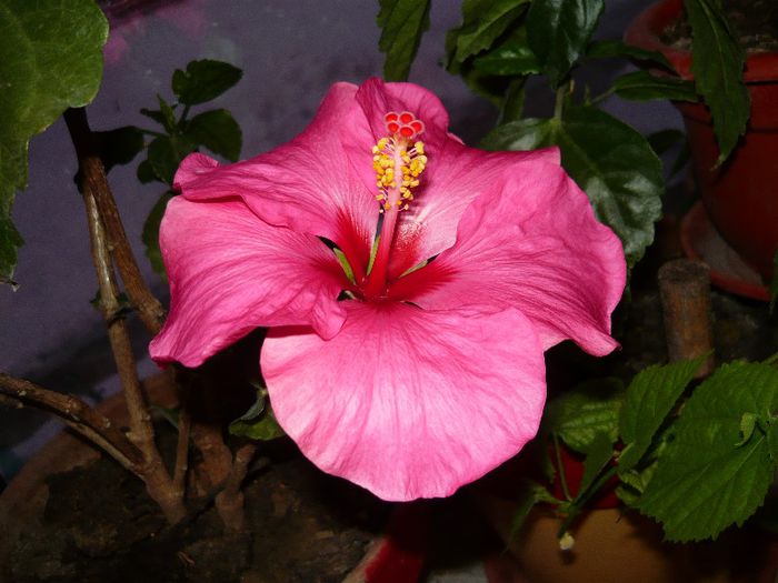 longiflora-adonicus - x 2013 Hibiscus rosa sinesis