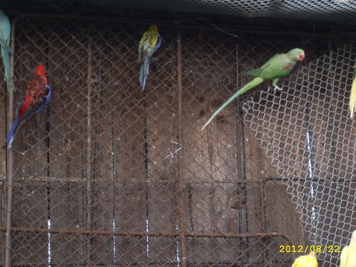 marele Alexander; pasari exotice
