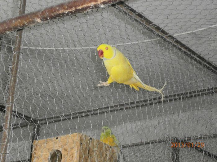 Micul Alexander - Papagali Micul Alexander