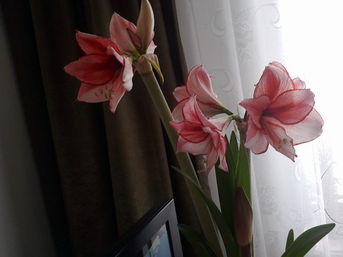 02022013776 - 2013 Amaryllis